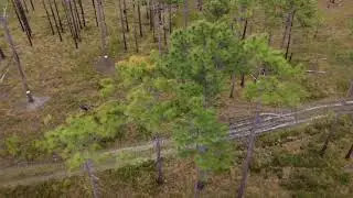 Pine Savanna in the Croatan National Forest