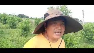 Pwede pang Mag-intercroping kapg Ganito amg Calamansi