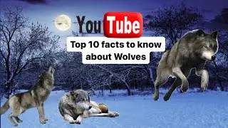 Top 10 Wolf Facts: Unleash the Beast Within (2024)