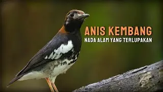 Burung Anis Kembang - Ciri dan Habitatnya di Alam Liar !