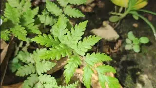 Just looking at ferns | Oldest living Lower plants