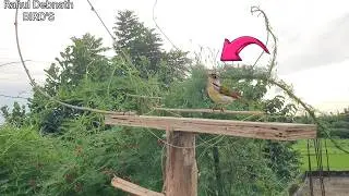 Best Bird Trap 🐦 Easy Sparrow Catching Tricks✔️