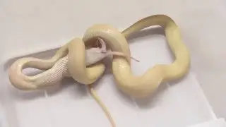 My Python Hatchling Won't Feed, What Do I Do? : K Brothers Pythons : Two Minute Tip.