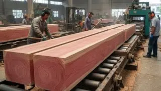 The longest and most beautiful - sawing an old mahogany tree 