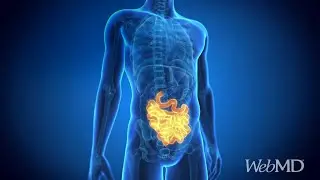 How Your Small and Large Intestines Work | WebMD