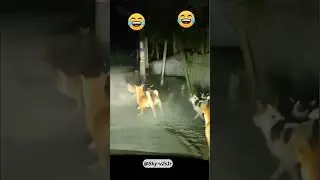 Hilarious Dog Fight: Watch These Pups Battle It Out for Fun!