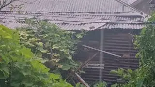 Thunderstorm & Heavy Rain Sounds | Rain for Sleep