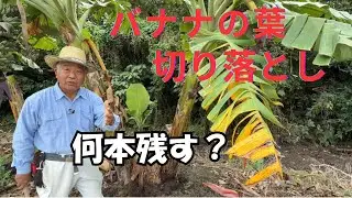 バナナ旨味成分を上げる為の作業🌈よい実にする為に根、茎、葉の管理はとても大切です。（農薬、化学肥料は使用しません）
