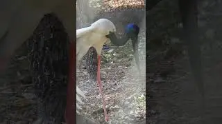 Black Necked Stork #WildlifeConservation #EcosystemProtection #BirdsofInstagram #NatureLovers