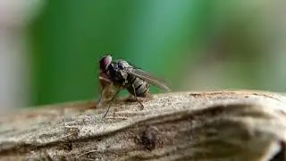 Predatory Muscid Fly