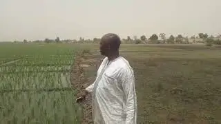 Agrecourse Rice Cultivation - Kano State