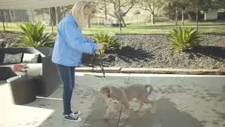 K9 Companions Basic Commands Instructional Video