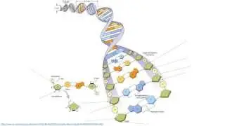 DNA structure and the Reverse Complement operation