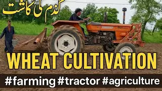 Hard Work in the Fields | Desi Farming Life in Pakistan