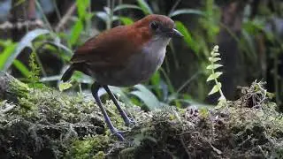 TORORO&Iacute; VENTRIBLANCO (Grallaria hypoleuca) | WHITE-BELLIED ANTPITTA - San Isidro, ECUADOR
