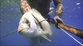 &Sigma;&alpha;&rho;&gamma;ό&sigmaf; (Diplodus sargus) 1.3 kg