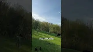 Мальдивы vs пастбище☺️        #funnyvideo #humor #shortsvideo #memes #nature #fashion #village #юмор