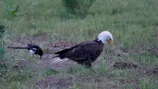 Stock Video - A magpie walking past a bald eagle in a pasture