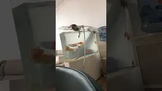 A cat catches fish from an aquarium #cat #cats #funny #pets #reels #catvideos #funnycats