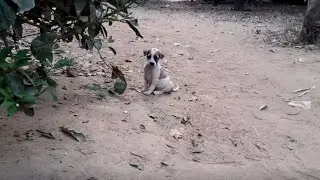 Feeding family dogs and puppies (EP18) - Rescue family puppies