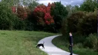 Autumn walk in the Arboretum at Main Taunus Sulzbach with Vintage@English Bulldog Kuba