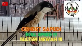cendet sapudi roll speed materi mewah