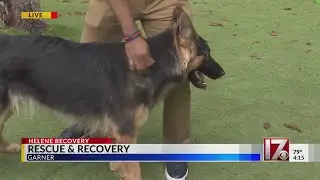 Pets rescued and recovered after Hurricane Helene