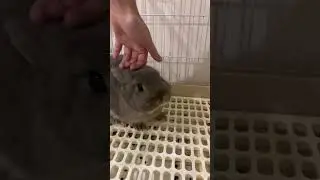 Squeaky baby rabbit