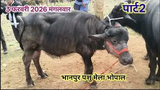 शानदार बकडी भैंस एवं कटनी (पड़िया)।। भानपुर पशु मेला भोपाल ।। कम कीमत में शानदार गाय भैंस 