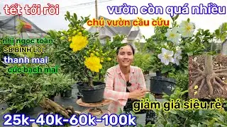 🌲23/1☎️vườn mai Chị Bé☎️mai ghép chơi tết🌲giá mềm dễ chơi🌲25k-35k-50k🌲xả rẻ chấn động 
