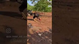#farming #agriculture #peru #doh #shortvideo #viralvideo #bhimavaram #bird #trendingshorts #viral