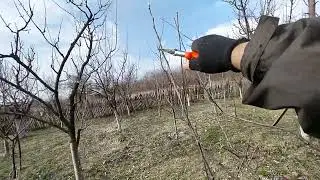 Tăieri la măr soiul Red Velox 2025
