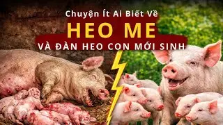 Chuyện Ít Ai Biết Về Heo Mẹ Và Đàn Heo Con Mới Sinh | Phép Màu Cho Mỗi Sinh Mệnh