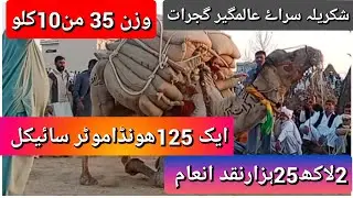 camel weight lifting in Pakistan camel stone lifting in Pakistan shakreela Gujrat|وزناالجمل