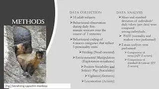 A Study of the Stability of Behavioural Profiles in Captive Capuchin Monkeys [Berrrebi, Eden]