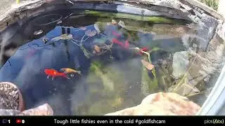 Goldfish pond timelapse on a cold and sunny day, 256x speed