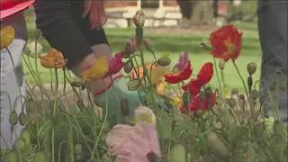 Amenity Horticulture Careers