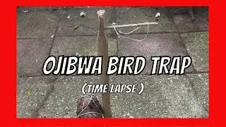 Ojibwa Bird Trap Making