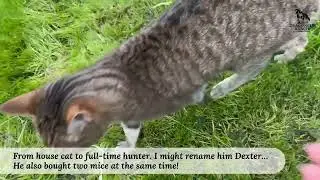 Viti the Ranch Cat: From House Cat to Full-Time Hunter 🐱🖤
