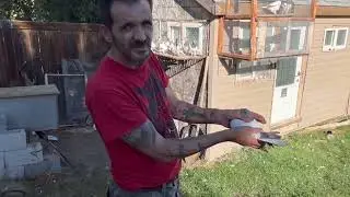 Budapest High flyer Breed ||  Pigeons in Canada