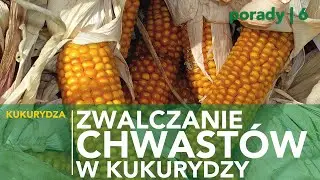 Jaką technologię wybrać do zwalczania chwastów w kukurydzy?