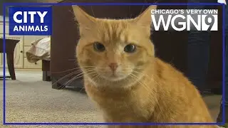 Viral cat helps mom spread awareness about abuse prevention | Good News Chicago