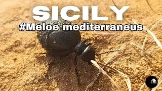 Italy 🇮🇹 Sicily | #Meloe  mediterraneus