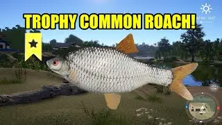 Best Spot & Setup for Trophy Common Roach &ndash; RF4 Tips!