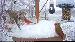Winter Wonderland on the Cornell Lab FeederWatch Cam – Jan. 24, 2017