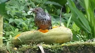 Asian Koel - Amazing Female Asian Koels
