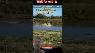 tiger vs buffalo😱 #tiger #buffalo #animals #emotional #reaction #shorts #nature @Rendi_goodboys