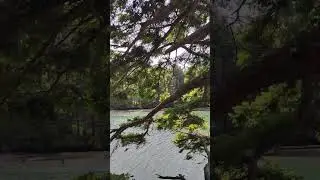 🎬 Clip 972 &ndash; 12,028 To Go &ndash; Leaves That Glow, Flowers That Whisper 🍂🌟🌷
