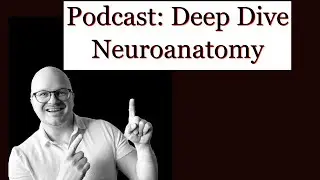 All the Basics for NeuroAnatomy in Physical Therapy