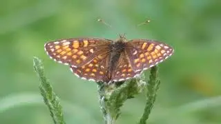 Бабочка. Шашечница Аталия ( Melitaea athalia )